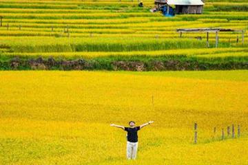 Ghim ngay các điểm ngắm lúa chín ở Tây Nguyên đẹp như mơ