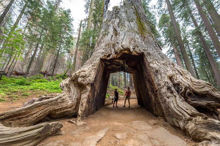 Đường mòn Big Trees là điểm tham quan không thể bỏ qua trong Vườn quốc gia Sequoia Mỹ