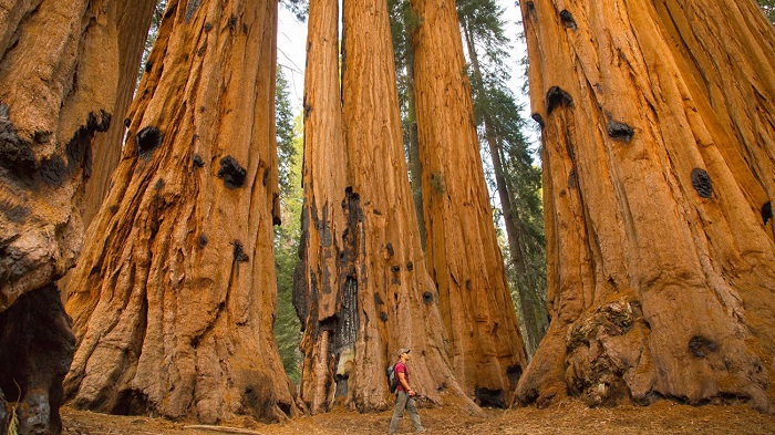 Đường mòn Congress Trail là điểm tham quan không thể bỏ qua trong Vườn quốc gia Sequoia Mỹ