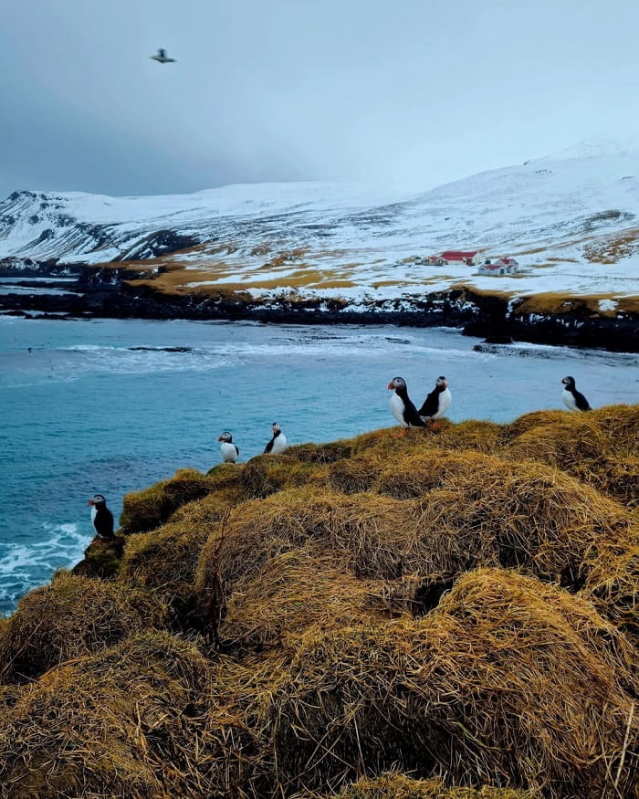 Borgarfjordur Eystri là địa điểm tham quan hàng đầu ở vùng East Fjords Iceland