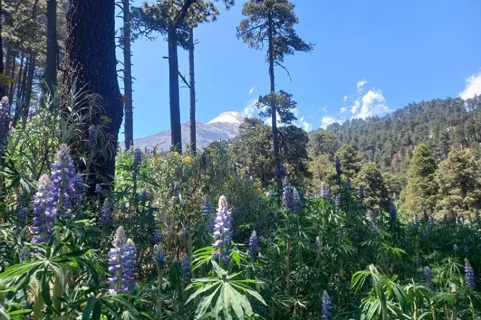 Quan sát động thực vật là hoạt động thú vị ở núi Pico de Orizaba Mexico 