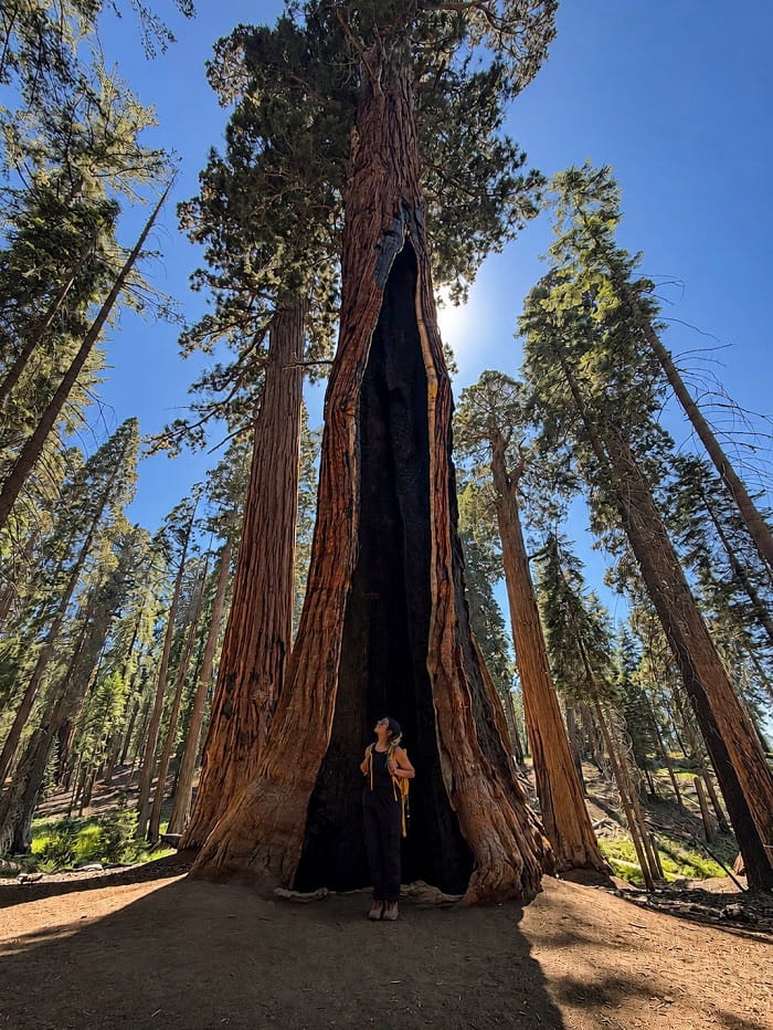 Cây General Sherman là điểm tham quan không thể bỏ qua trong Vườn quốc gia Sequoia Mỹ