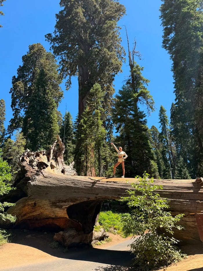 Tunnel Log là điểm tham quan không thể bỏ qua trong Vườn quốc gia Sequoia Mỹ