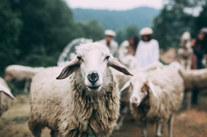 Kinh nghiệm vui chơi ở cánh đồng cừu Yên Thành đẹp tựa trời Âu