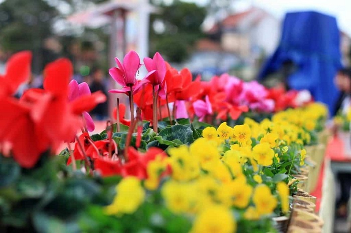 Lễ hội Festival hoa Đà Lạt 2019 tổ chức vào ngày nào?