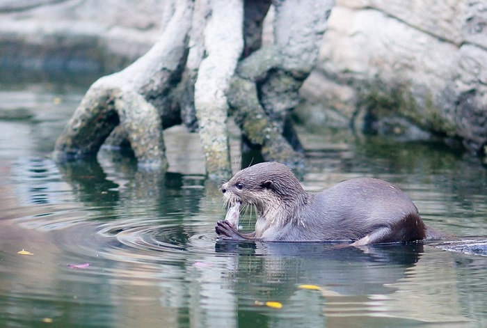 The rare otters at U Minh Thuong National Park in Kien Giang