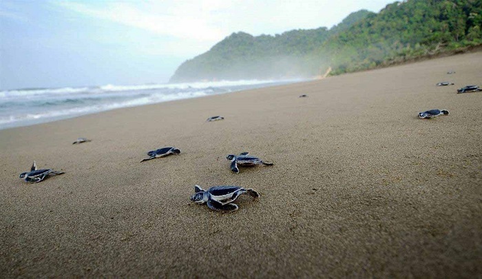 Trạm sinh sản rùa biển ở Bãi biển Sukamede -  du lịch Banyuwangi