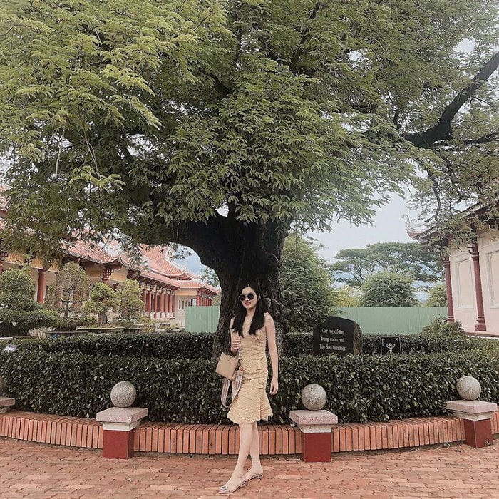 bảo tàng Quang Trung Bình Định - cây me cổ