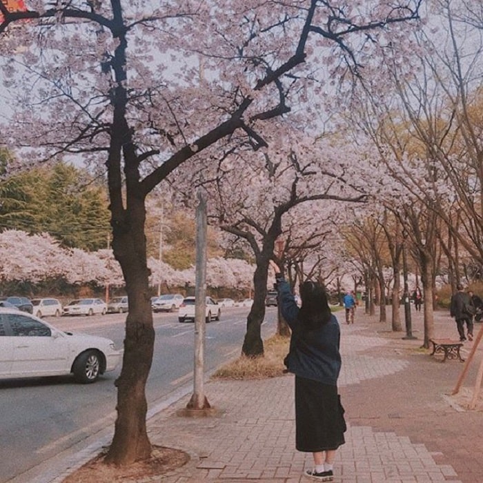 mùa hoa anh đào công viên Duryu - điểm tham quan nổi tiếng ở Daegu