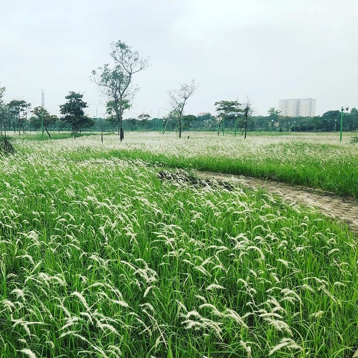 Hanoi reed meadow - in Viet Hung urban area