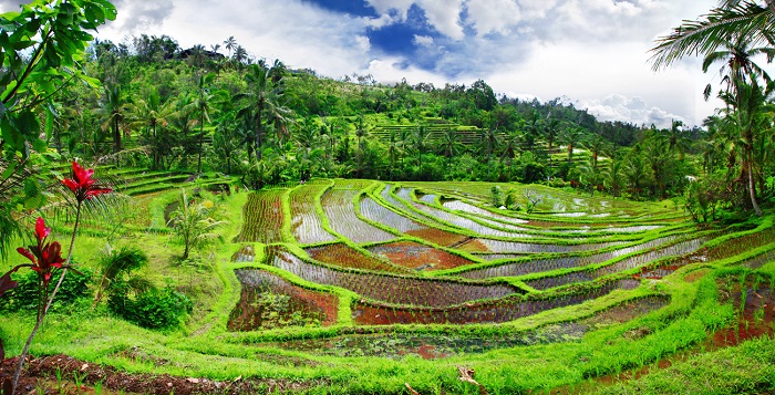 Phong cảnh đặc trưng của vùng trung tâm Bali - khám phá thiên nhiên hoang dã ở Bali