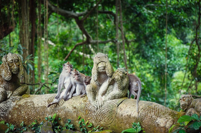 Rừng khỉ Ubud - khám phá thiên nhiên hoang dã ở Bali 