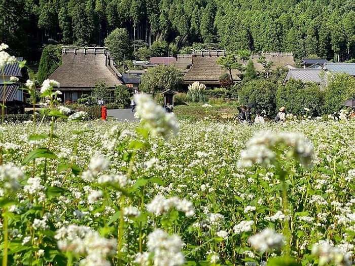 làng Miyama Kayabuki - vẻ đẹp xanh mướt