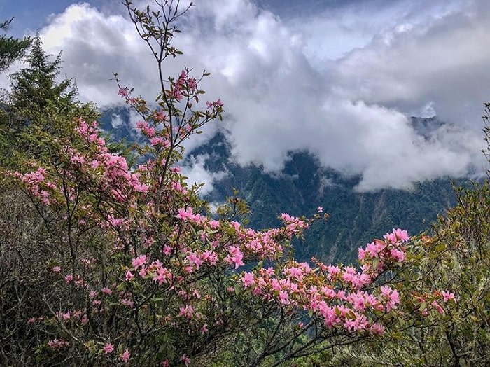 Trải nghiệm ở núi A Lý Đài Loan – chốn thiên đường dưới hạ giới