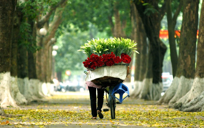 The most beautiful streets in autumn in Hanoi - Phan Dinh Phung Street