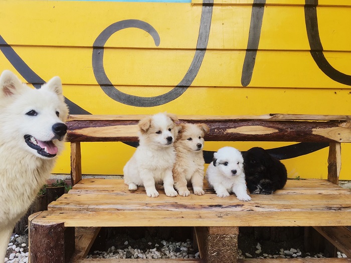 quán cafe thú cưng ở Đà Lạt - Ôm cafe