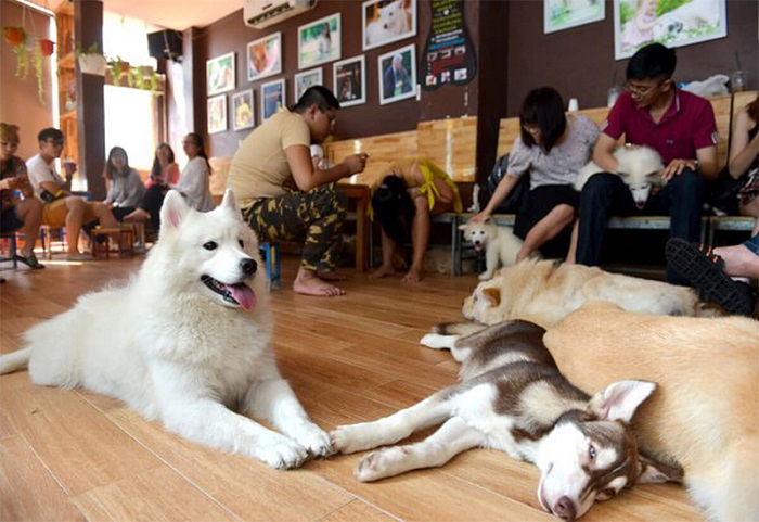 quán cafe thú cưng ở Đà Lạt - cafe cún con