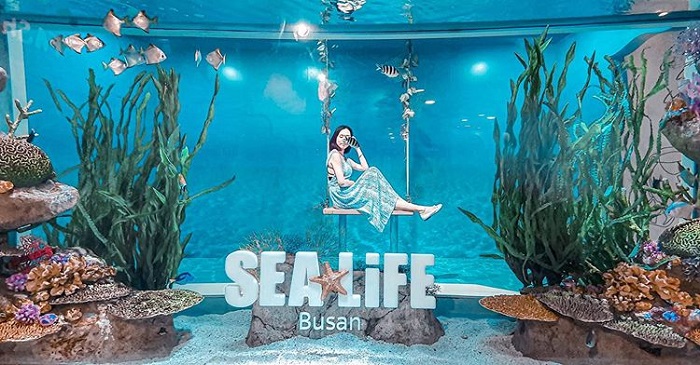 thăm quan Sea Life Busan - trải nghiệm ở Busan