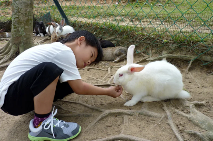 Ghé thăm trang trại thỏ thị trấn Bukit Tinggi Malaysia