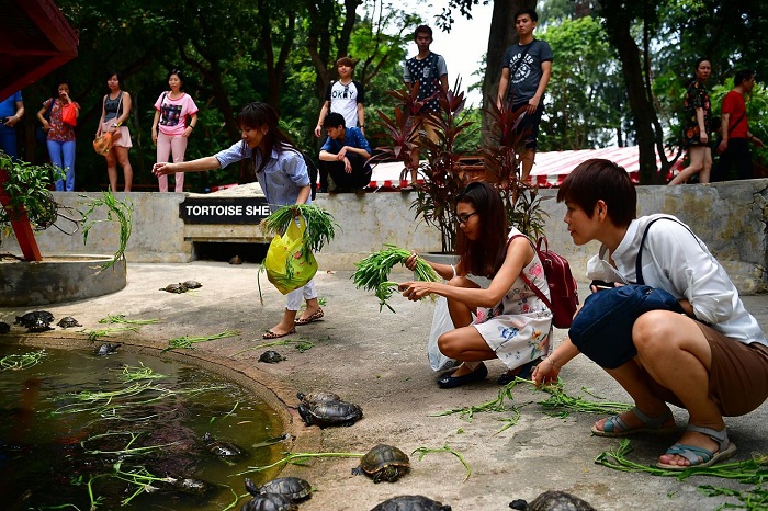 Du lịch đảo Kusu Khám phá trung tâm bảo tồn rùa biển