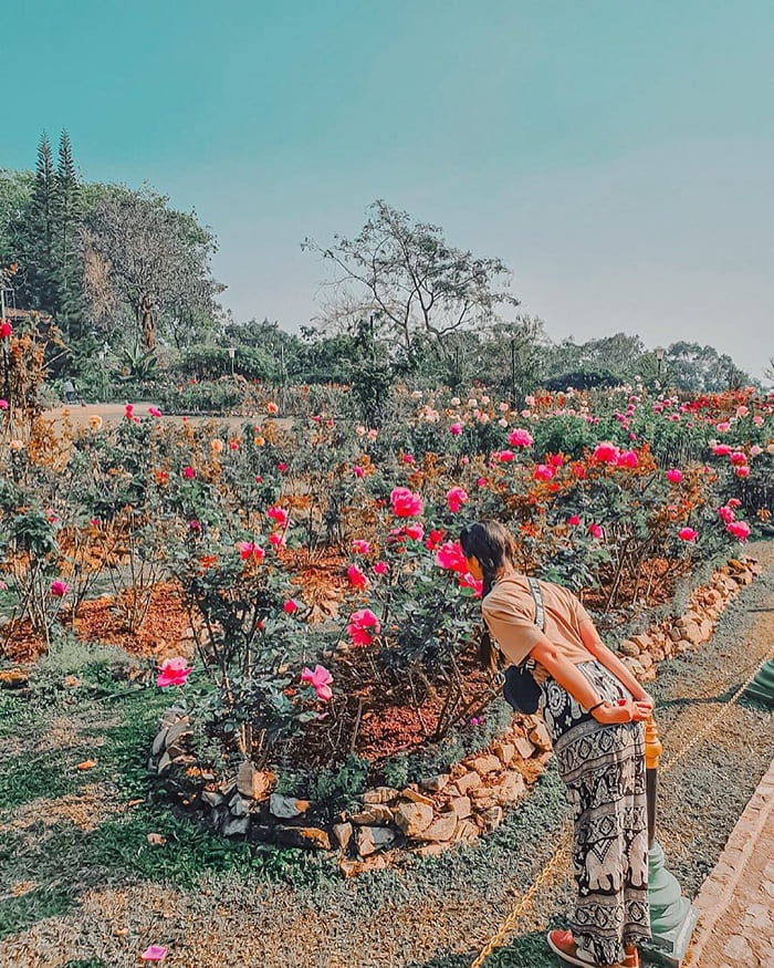 vườn hồng - điểm nhấn của cung điện mùa hè Phu Ping
