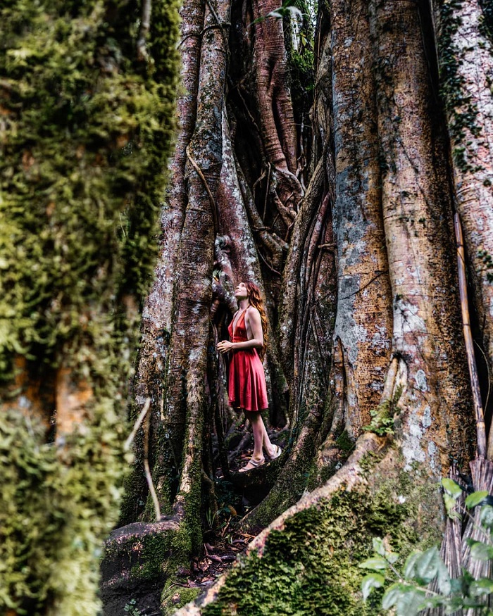 Một thân cây khổng lồ trong vườn bách thảo - Tham quan vườn bách thảo Bali Indonesia