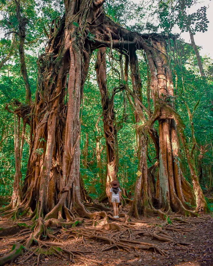 Cây si khổng lồ -Tham quan vườn bách thảo Bali Indonesia