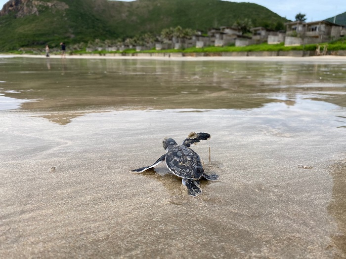 Bãi biển Đất Dốc Côn Đảo - xem rùa đẻ trứng