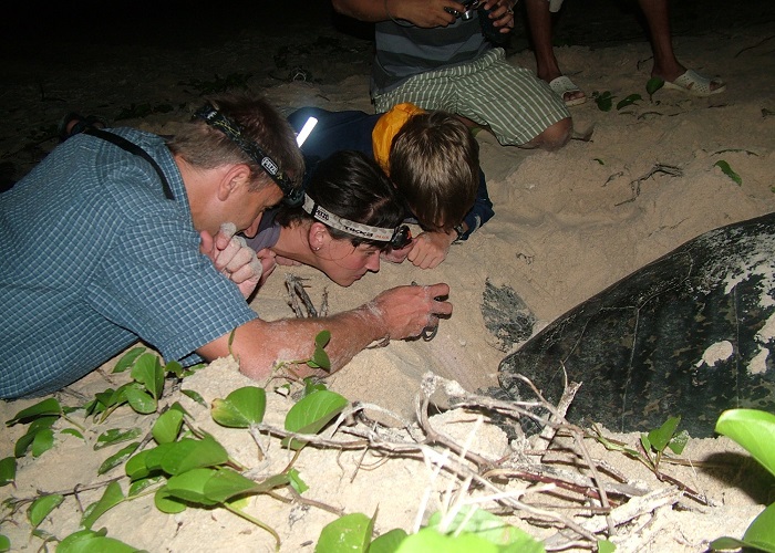 Kinh nghiệm xem rùa đẻ trứng ở Côn Đảo - rùa ấp trứng ở Côn Đảo