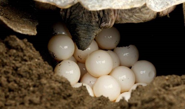 Experience watching turtles lay eggs in Con Dao - turtles lay eggs in Con Dao