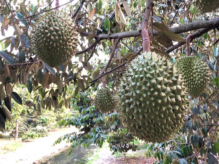 vườn trái cây Gò Chùa Tây Ninh - đủ các loại trái cây