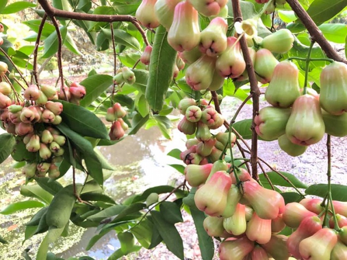 Go Chua Tay Ninh fruit garden - what's attractive