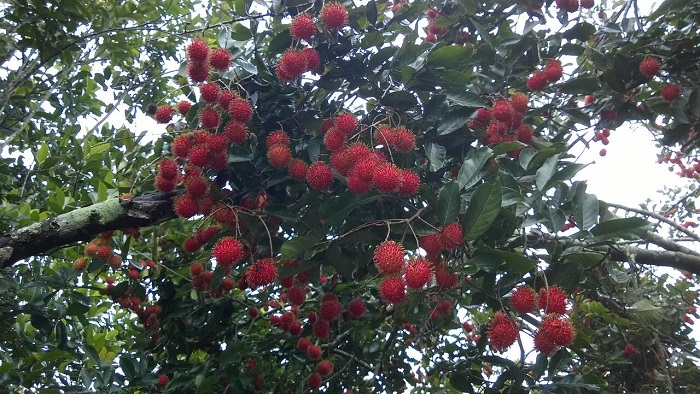 vườn trái cây Gò Chùa Tây Ninh - tham quan