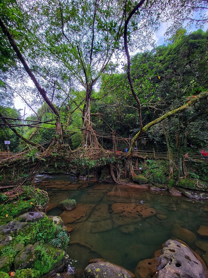 Những cây cầu rễ sống - du lịch Cherrapunji