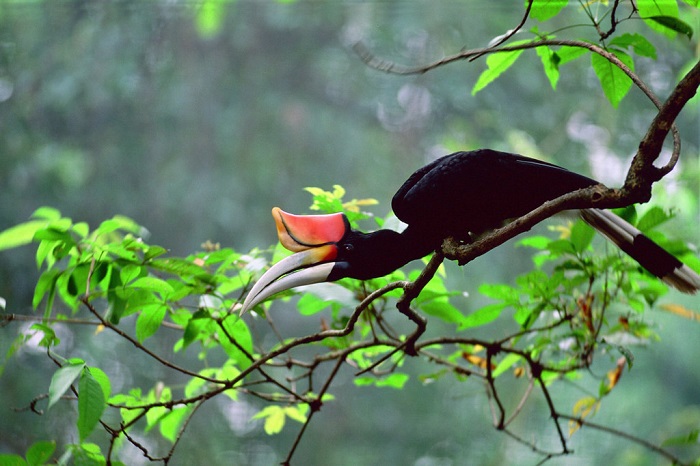 Sự đa dạng sinh học tại công viên quốc gia Ulu Temburong