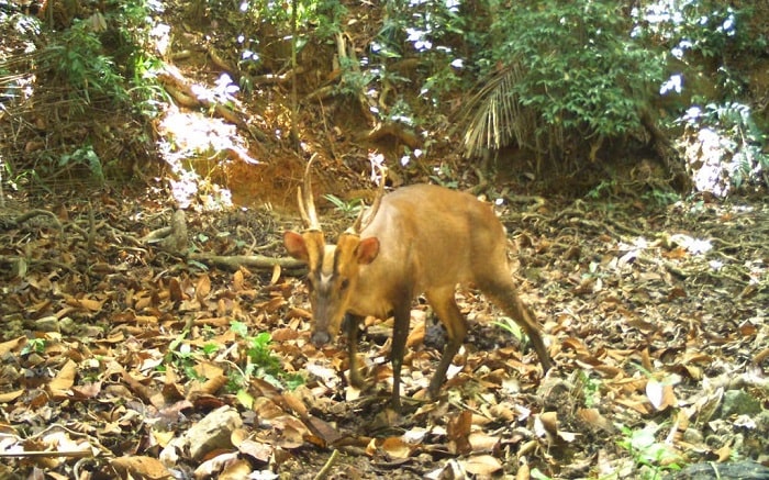 Loài mang quý hiếm được phát hiện tại vườn quốc gia Virachey Campuchia 