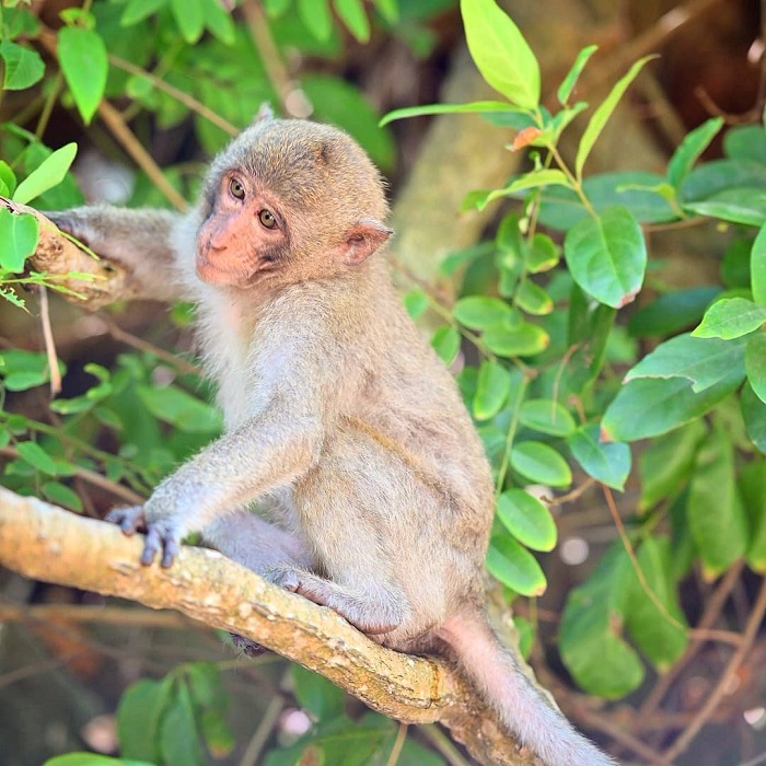 Cat Ba travel in October - visit Monkey Island