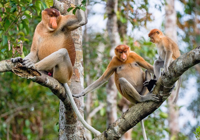 Sự đa dạng sinh học tại công viên quốc gia Ulu Temburong