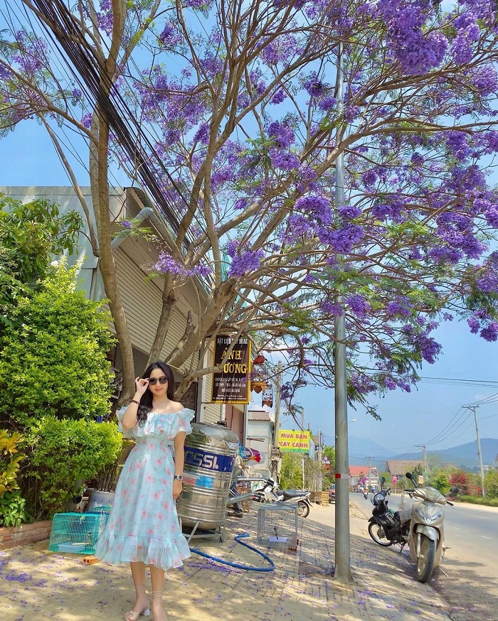 Phượng tím là mùa hoa tím ở Việt Nam siêu thơ mộng