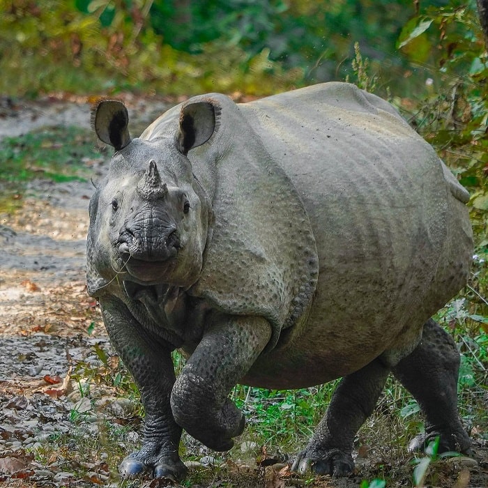 Hệ sinh thái động vật đa dạng ở vườn quốc gia Chitwan Nepal 