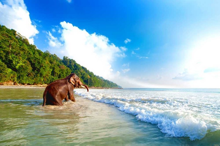 Bãi biển Voi - Du lịch Andaman