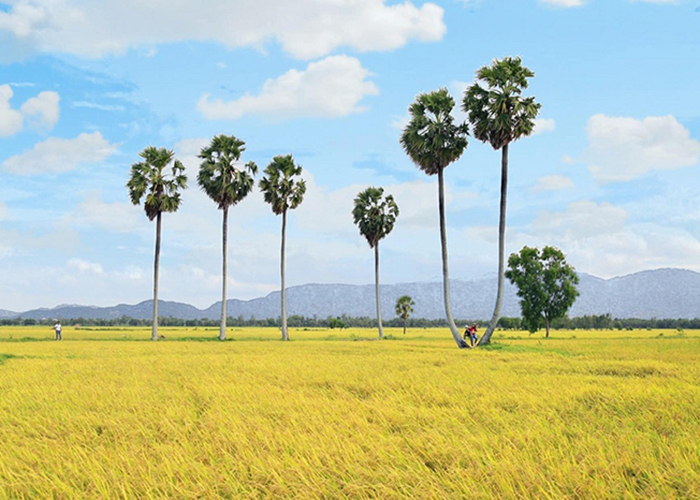 check in Tinh Bien golden rice season - Tinh Bien is a mountainous district