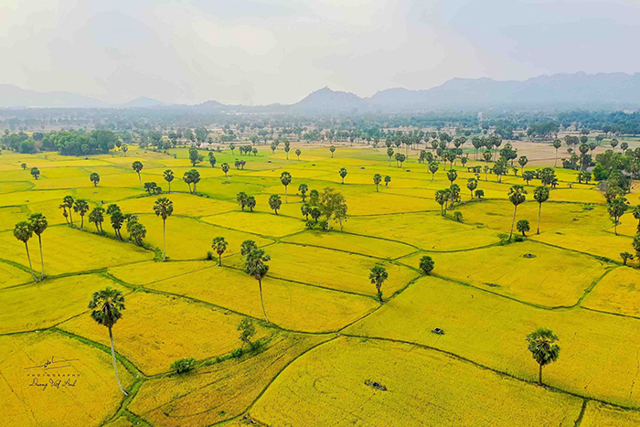 brilliant and lively - check in the golden rice season of Tinh Bien