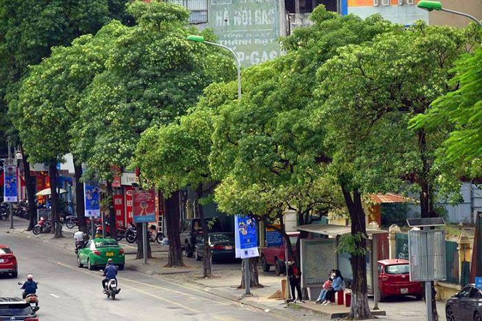 con đường hoa sữa ở Hà Nội - Nguyễn Chí Thanh