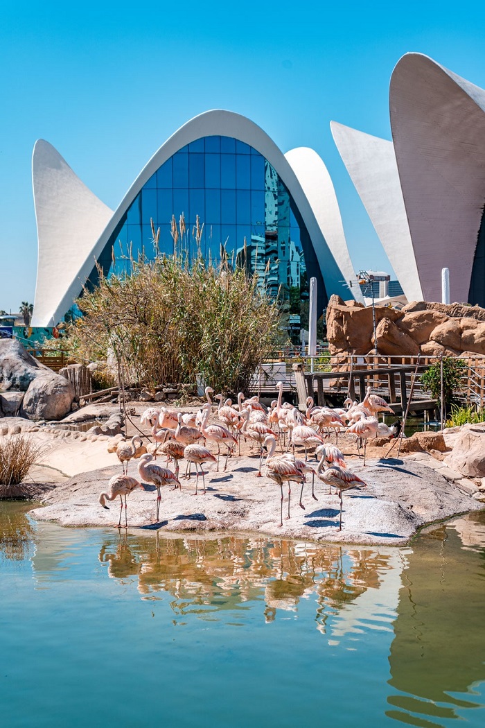 Đàn chim hồng hạc ở công trình đại dương của Valencia - thành phố Ciudad de las Artes