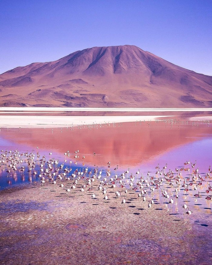 Chim hồng hạc ở hồ muối Laguna Colorada Bolivia