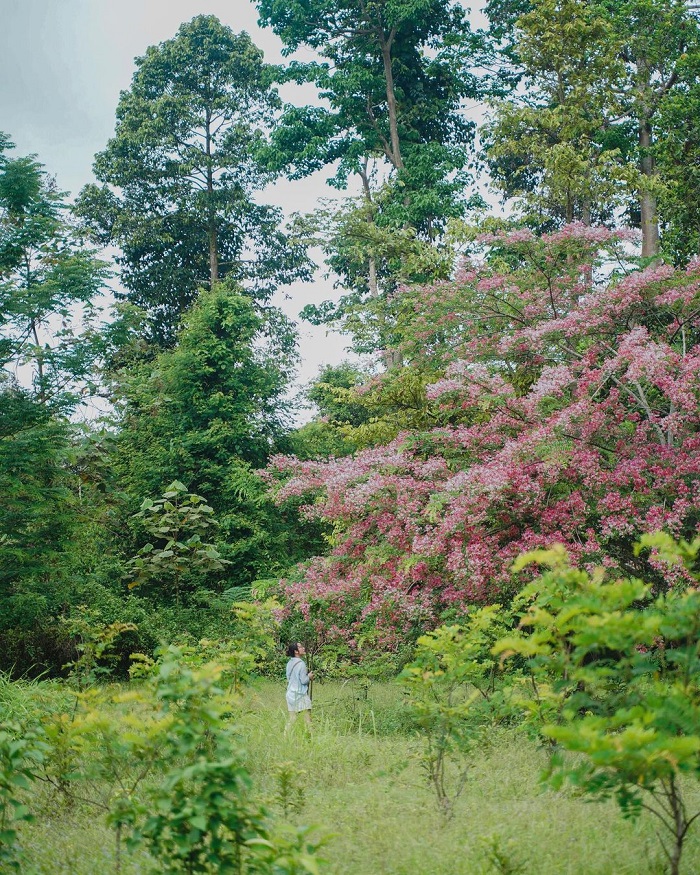 Nam Cát Tiên là khu sinh thái đẹp ở miền Nam thuộc tỉnh Đồng Nai