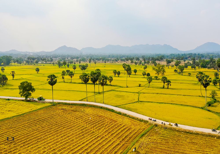 check in the golden rice season of Tinh Bien - Palm trees
