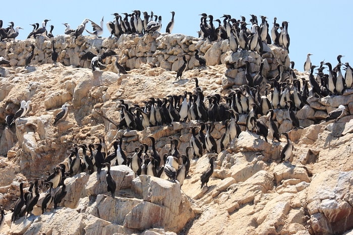 Quần đảo Ballestas Peru