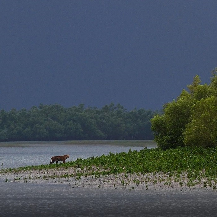 Sundarbans là rừng ngập mặn ở châu Á bảo tồn nhiều loài sinh vật